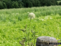 cottessen-21